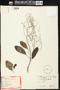 Charpentiera obovata image
