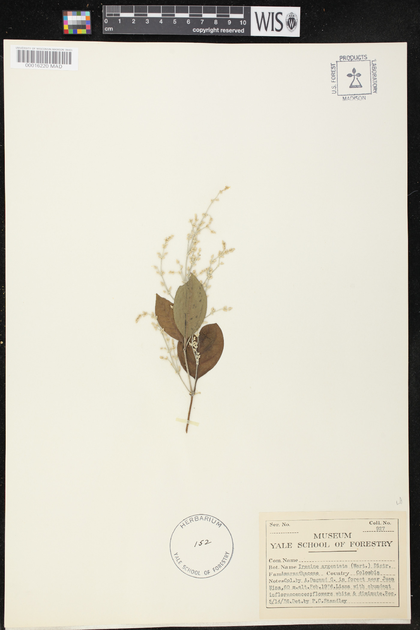 Iresine argentata image