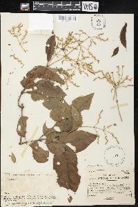 Pfaffia grandiflora image