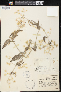 Gomphrena vaga image