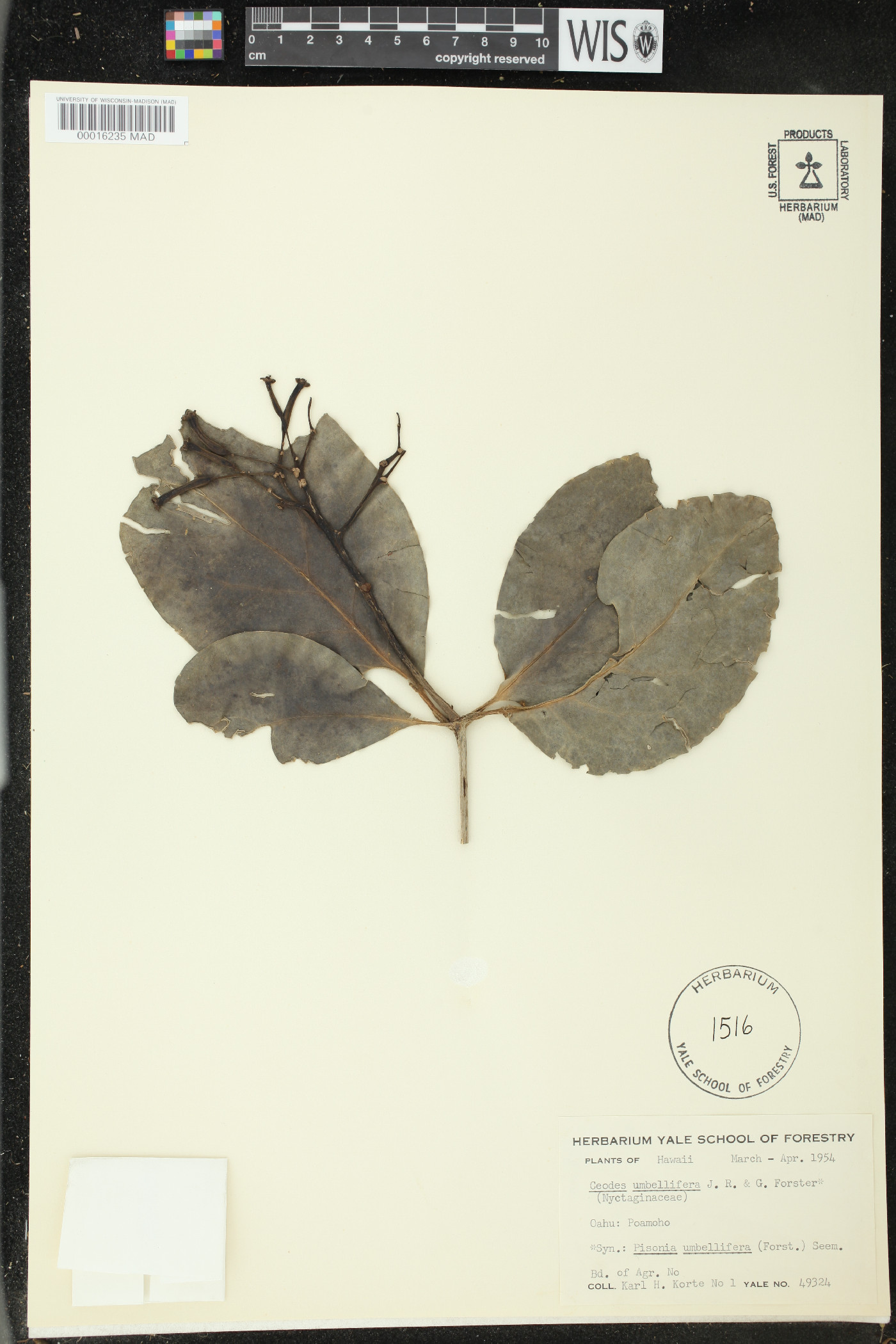 Ceodes umbellifera image