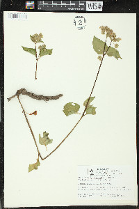 Mirabilis nyctaginea image