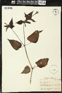 Mirabilis jalapa image