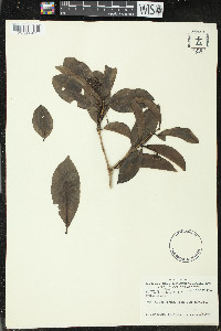 Neea verticillata image