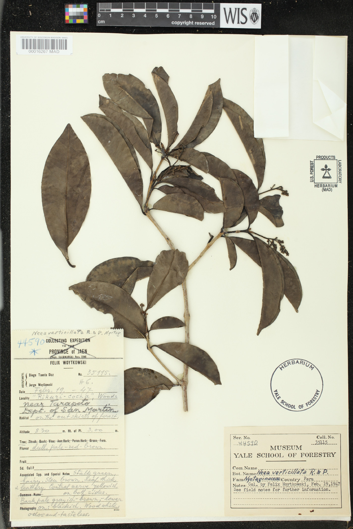 Neea verticillata image