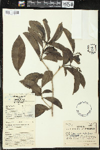 Neea verticillata image