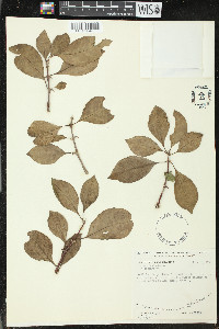 Pisonia aculeata image