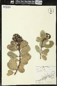 Pisonia rotundata image