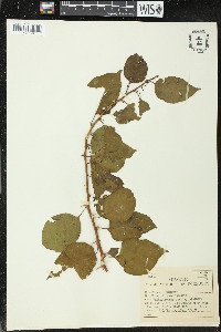 Pisonia aculeata image