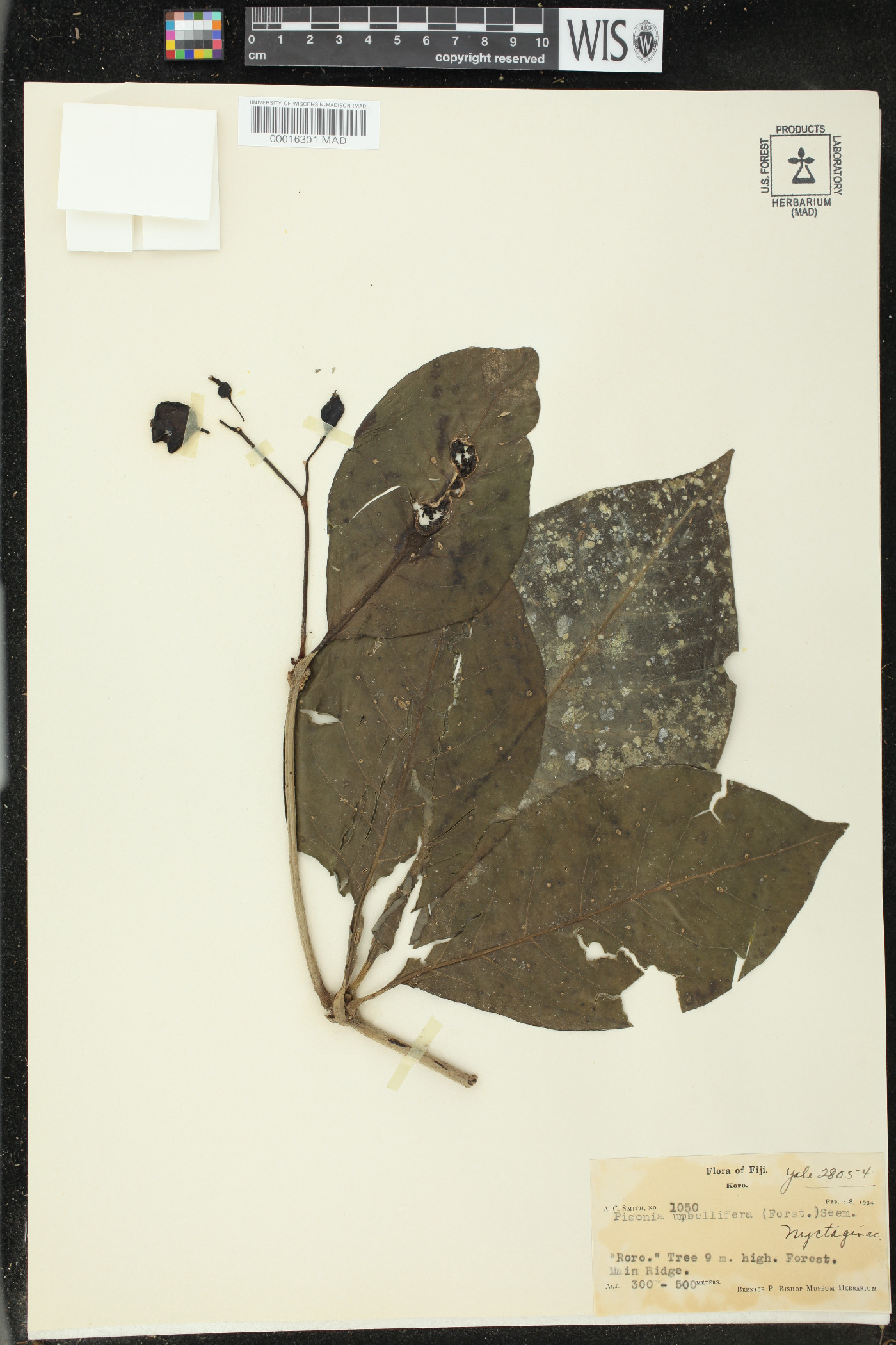 Pisonia umbellifera image