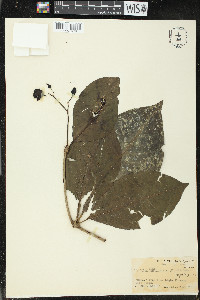 Pisonia umbellifera image