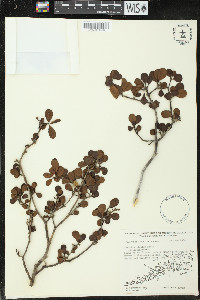 Torrubia globosa image