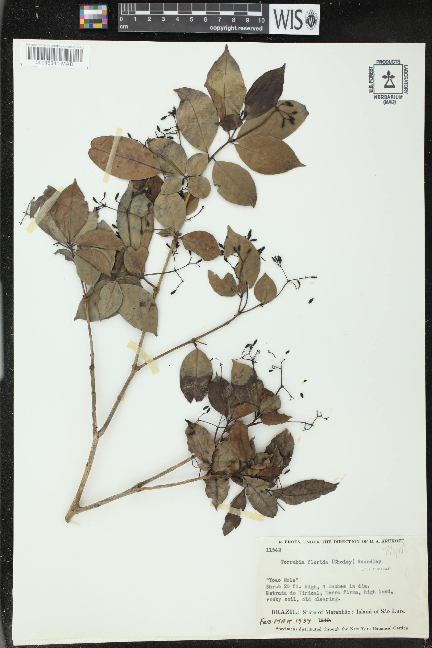 Torrubia floridana image