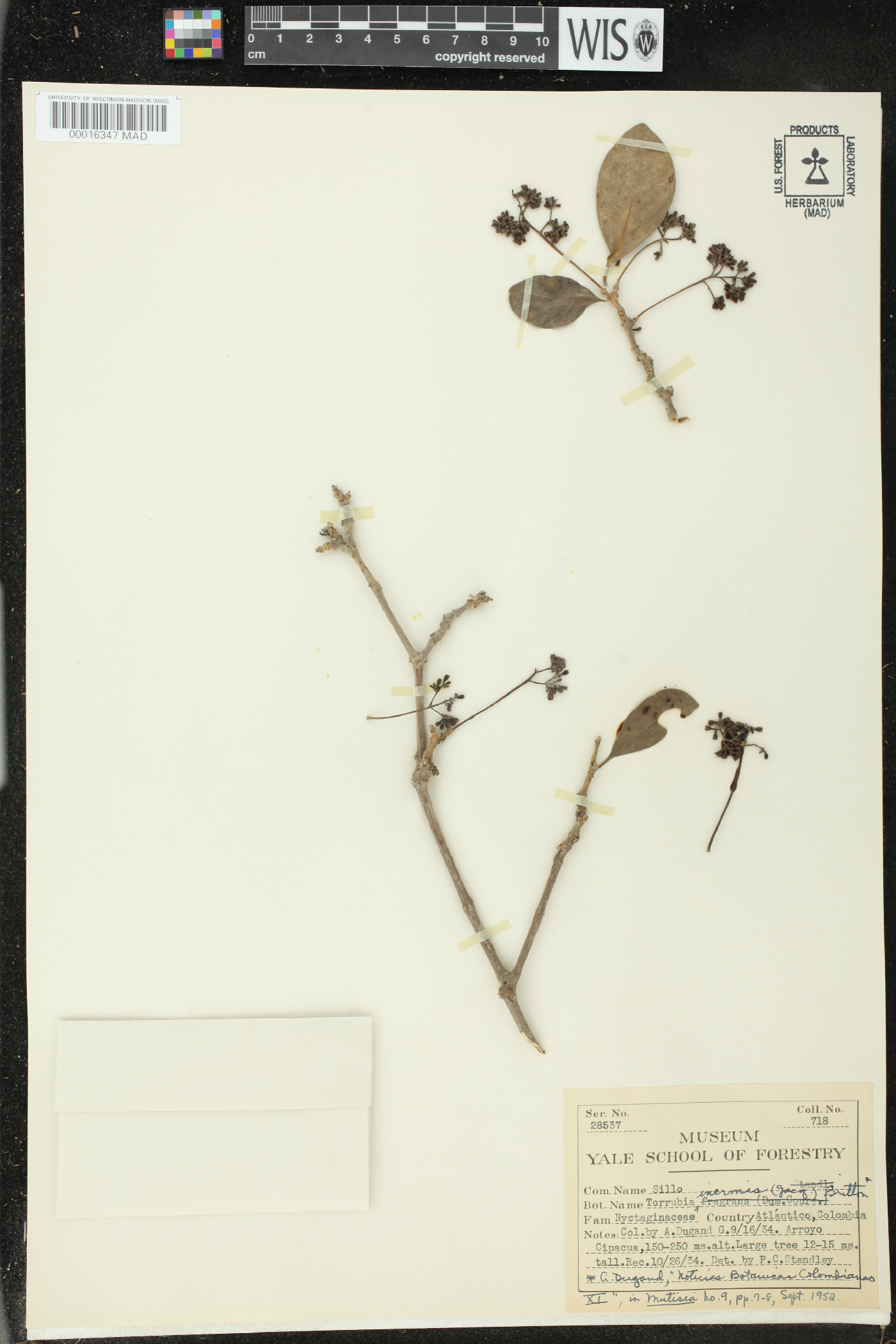 Guapira fragrans image