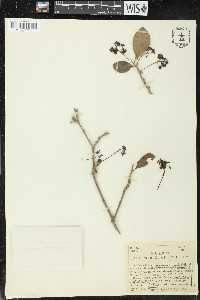 Guapira fragrans image