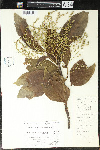 Gallesia integrifolia image