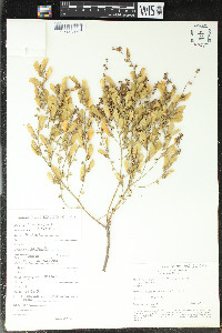 Gallesia integrifolia image