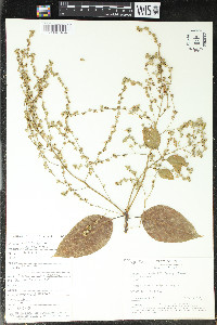 Gallesia integrifolia image