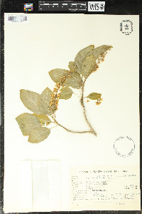 Phytolacca dioica image