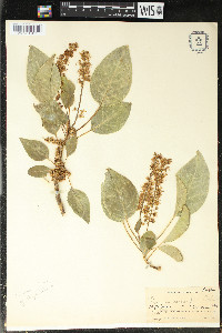 Phytolacca dioica image