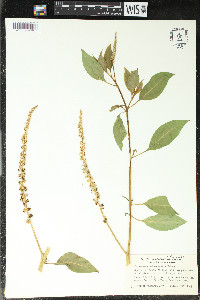 Phytolacca heterotepala image