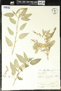 Rivina humilis image