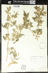 Rivina humilis image