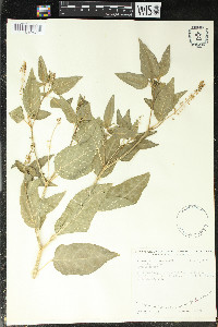 Rivina humilis image