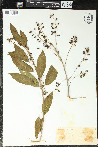 Trichostigma octandrum image