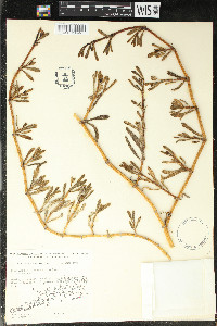 Sesuvium portulacastrum image