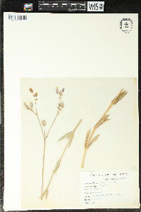 Silene noctiflora image