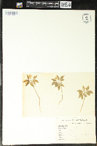 Anemone quinquefolia image