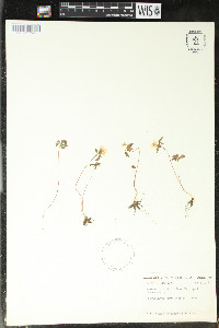 Anemonella thalictroides image