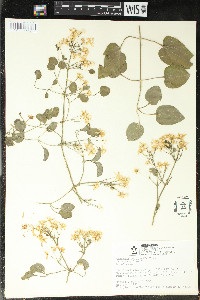 Clematis paniculata image