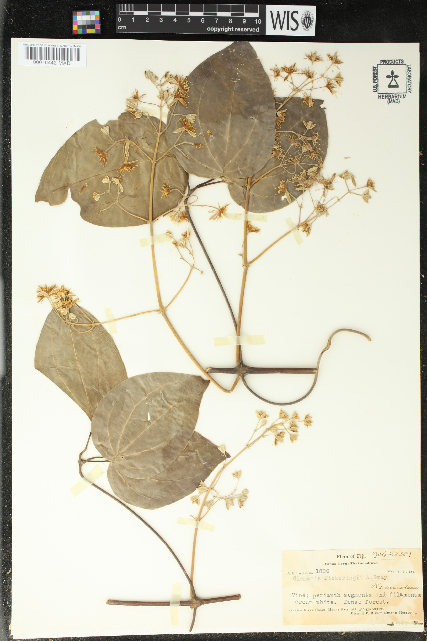 Clematis pickeringii image
