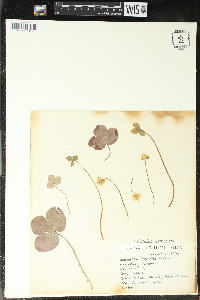 Hepatica triloba image