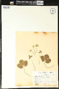 Hepatica triloba image