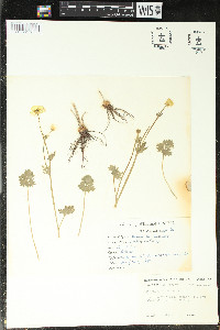 Ranunculus bulbosus image