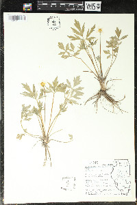 Ranunculus septentrionalis image