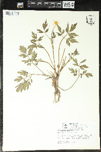 Ranunculus septentrionalis image