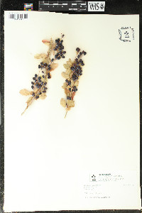 Berberis amurensis image