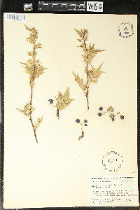 Mahonia fremontii image