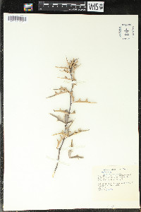 Alloberberis trifoliolata image