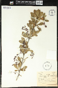 Berberis vulgaris image