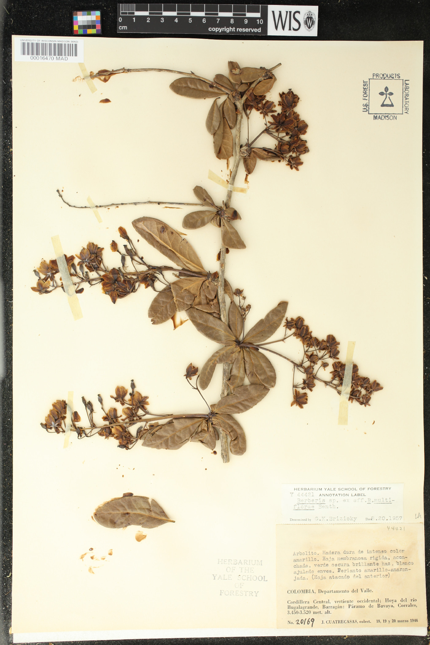 Berberis multiflora image