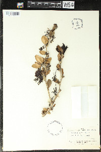 Berberis laurina image