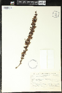 Berberis montana image