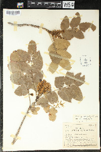 Mahonia repens image