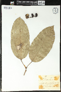 Abuta grandifolia image