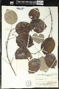 Media resource of Abuta grisebachii